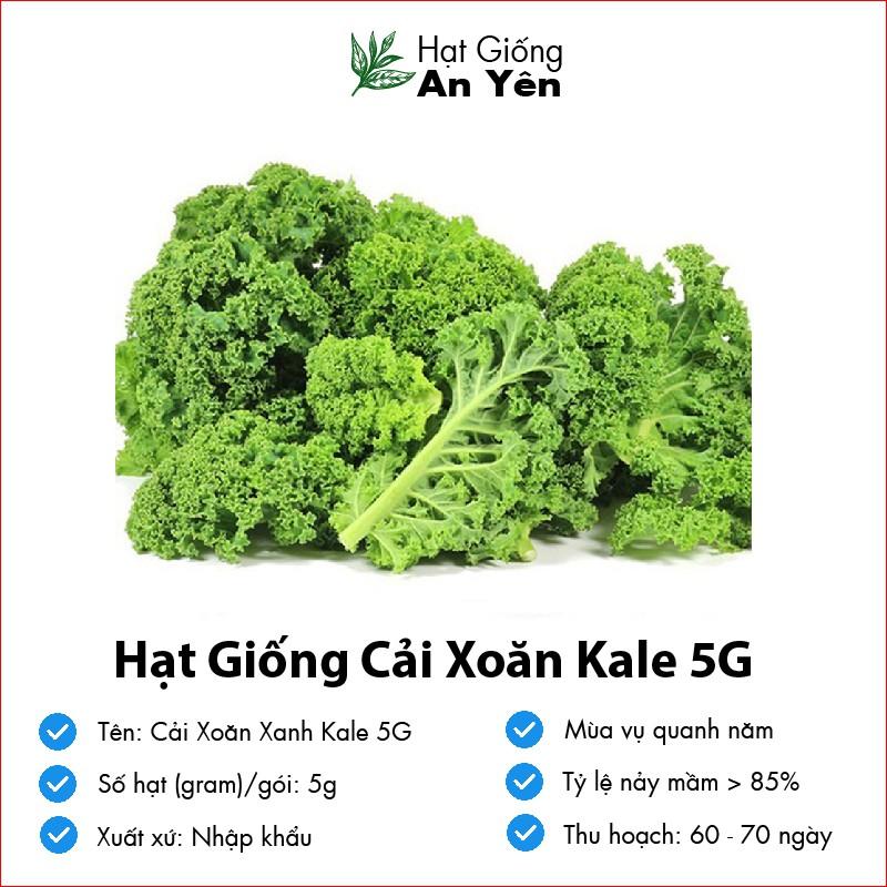 Hạt giống Cải Xoăn Kale, nhanh thu hoạch, dễ trồng, nảy mầm và năng suất cao