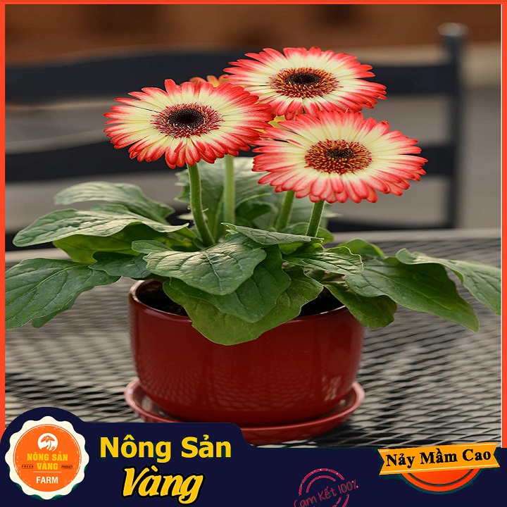 Hạt giống Hoa Đồng Tiền Nhiều Màu - Nông Sản Vàng