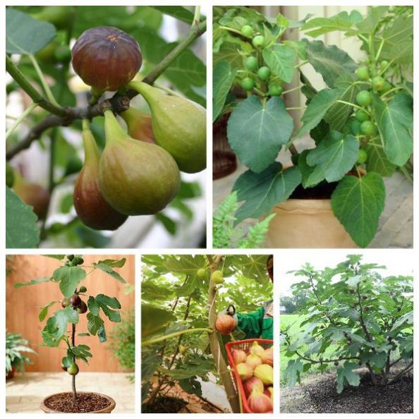 CÂY GIỐNG SUNG MỸ QUẢ TO SIÊU NGỌT GIỐNG CHUẨN F1 + Tặng 01 cây dâu da đất