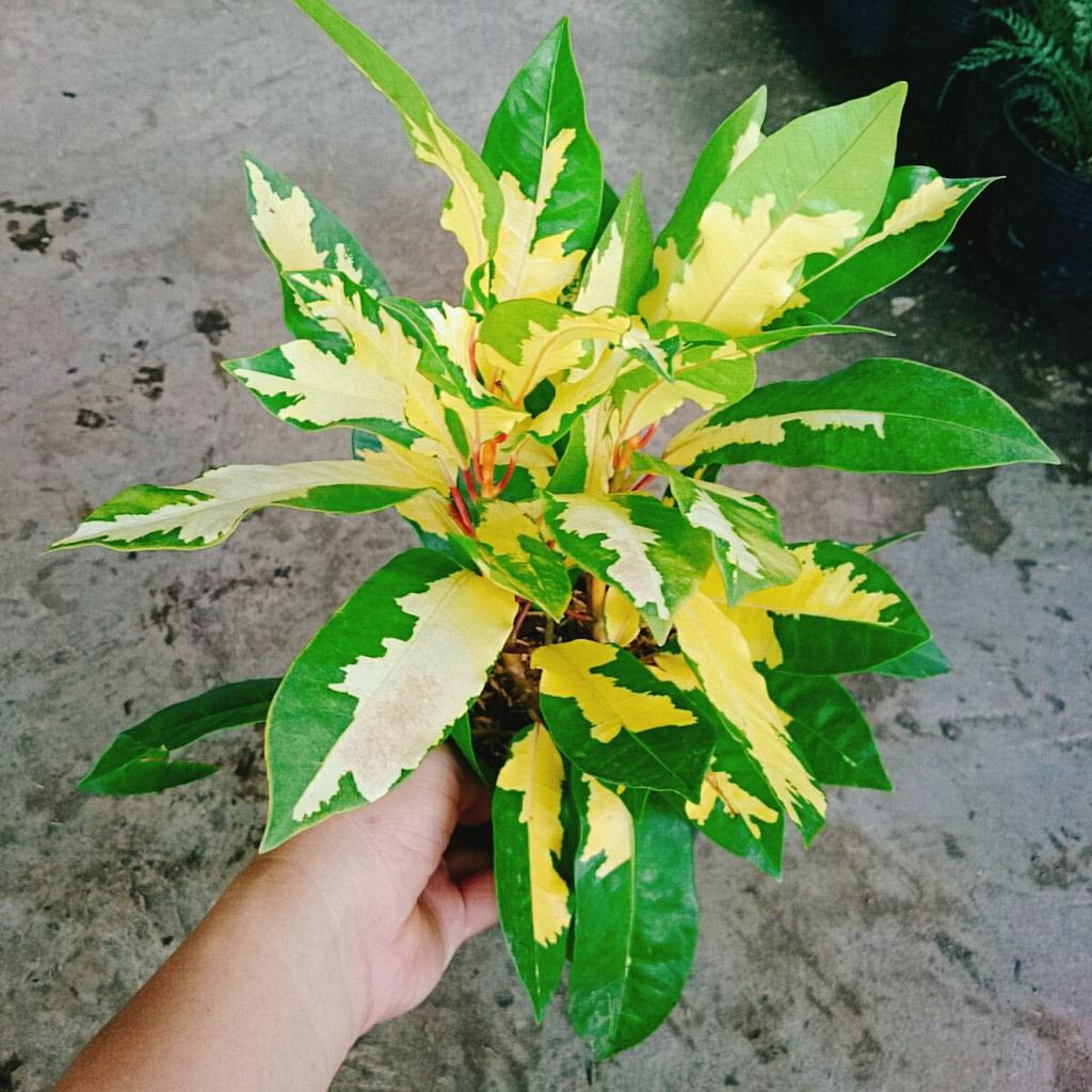 Cây Lá Màu Hoàng Kim - cây cảnh để bàn + tặng phân bón cho cây