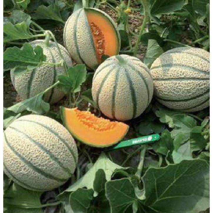 Combo 5 gói hạt giống dưa lưới vỏ sọc ruột cam -gói 10 hạt-tặng kèm gói phân bón lót