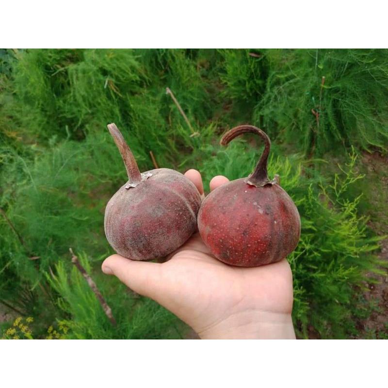 Giống Sung Vả Siêu Mật Cây Đẹp có bảo hành