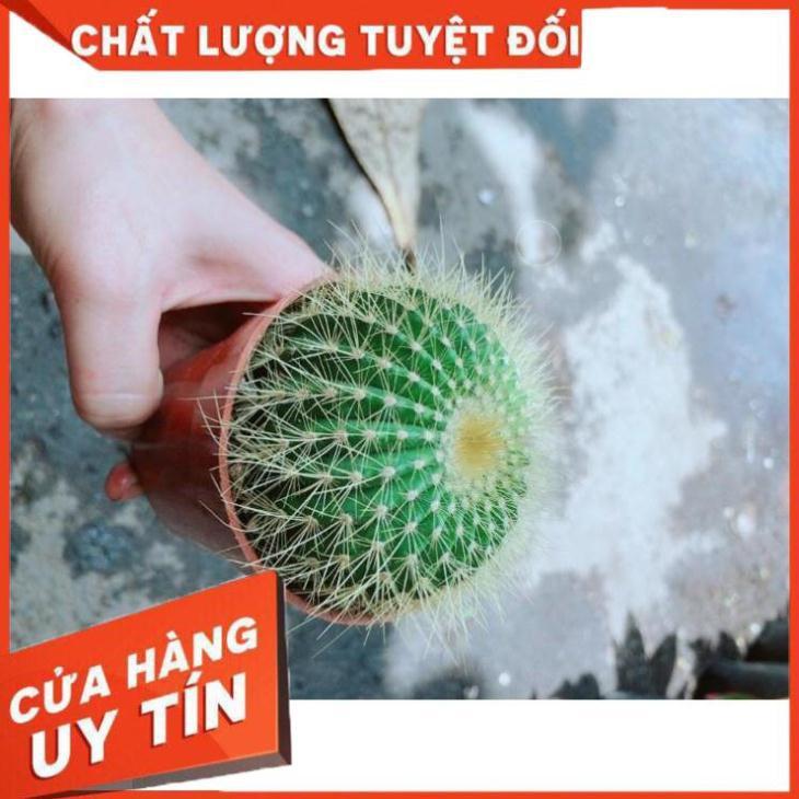 Xương Rồng Kim Hổ Nhiều Người Mua
