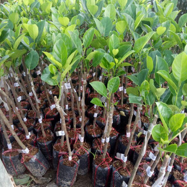 Sản phẩm Cây mít thái ruột đỏ ,cao sản f1.