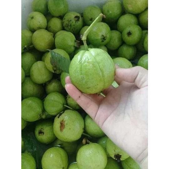 Cây giống cây ổi Đông Dư hoặc ổi găng