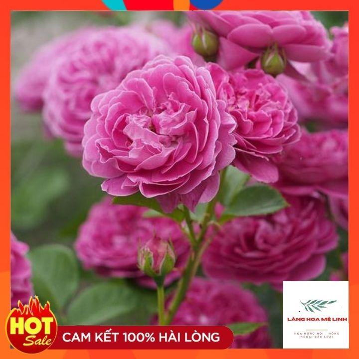 Hoa hồng bụi tím Blue Boy Rose cây rất thường xuyên cho hoa,mỗi đợt hoa tạo thành từng chùm.