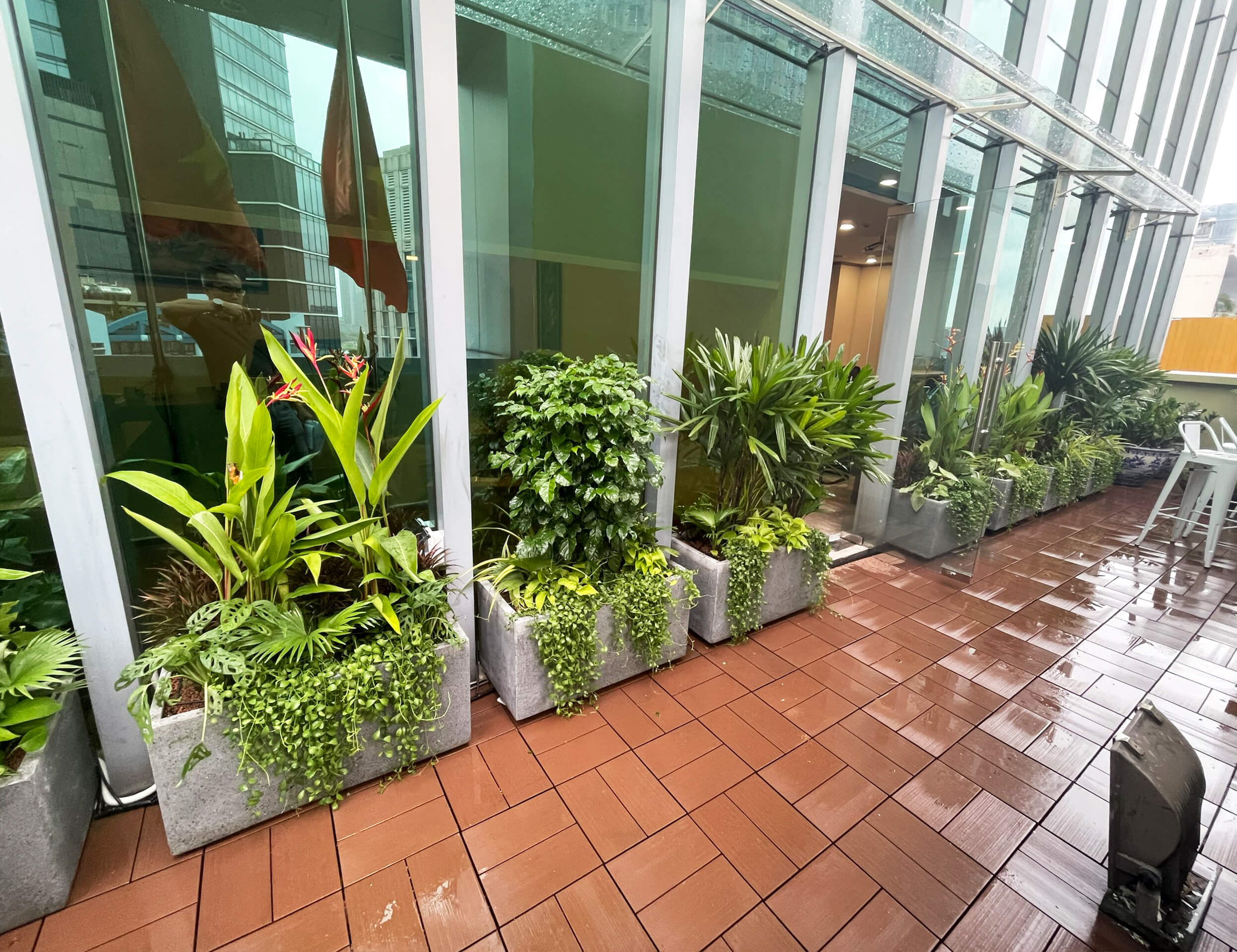 Chậu Đá Mài Cây Xanh Ban Công size lớn gồm Chậu, cây xanh, đất trồng và phân bón với thời gian bảo hành 2 tháng