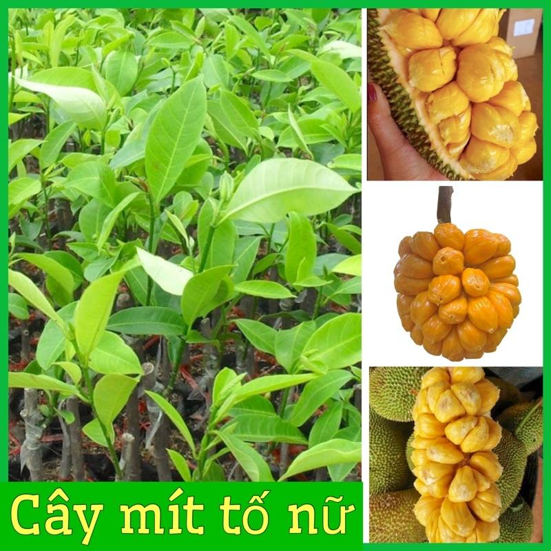 Cây giống mít tố nữ - nữ hoàng các loài mít múi to sai quả thơm vàng ngọt