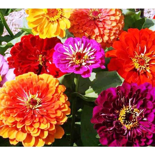 Com bo 3 Chậu hoa cúc lá nhám