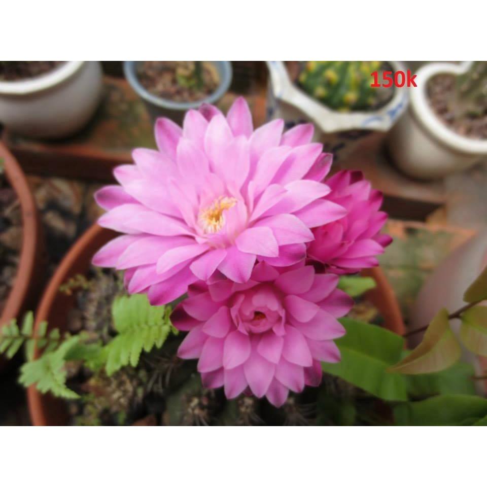 Hạt giống hoa xương rồng gấm mix màu KNS3545 - Gói 20 hạt