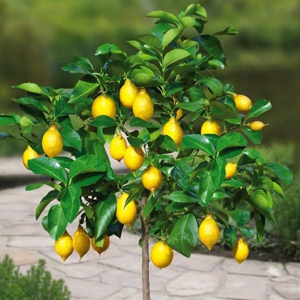 Cây Chanh Vàng Mỹ cao 50-70cm