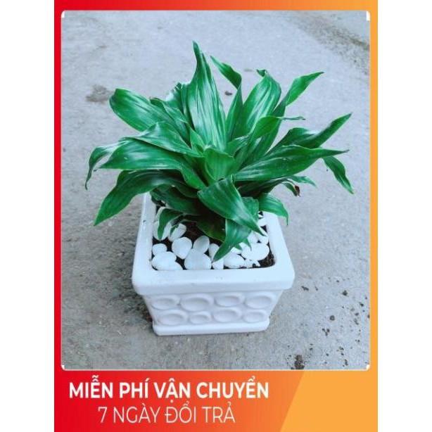 Chậu Cây Phát Tài