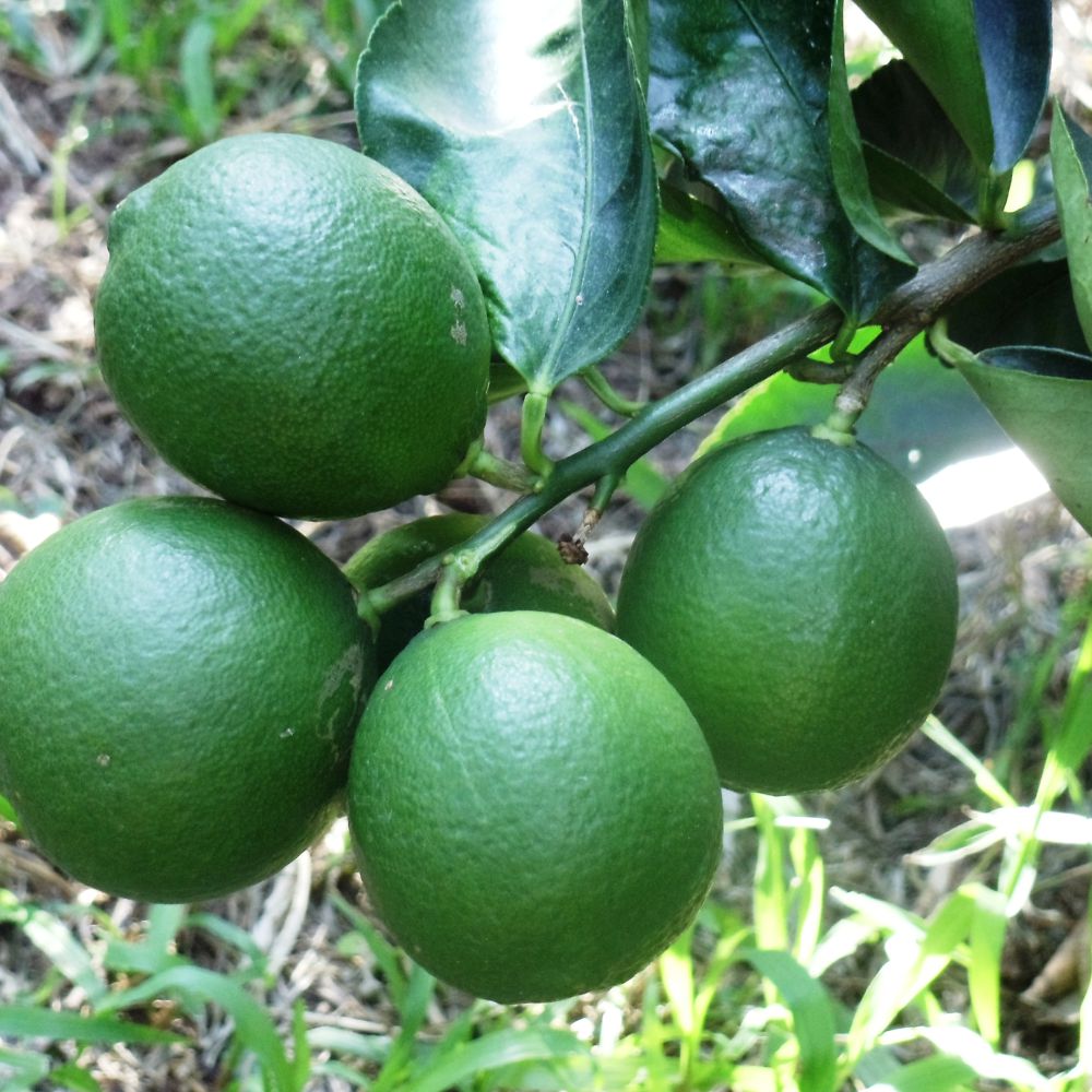 Cây giống Chanh Giấy Limca