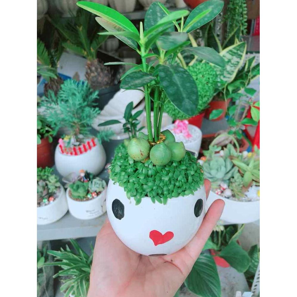 Chậu cây may mắn Bán Chạy