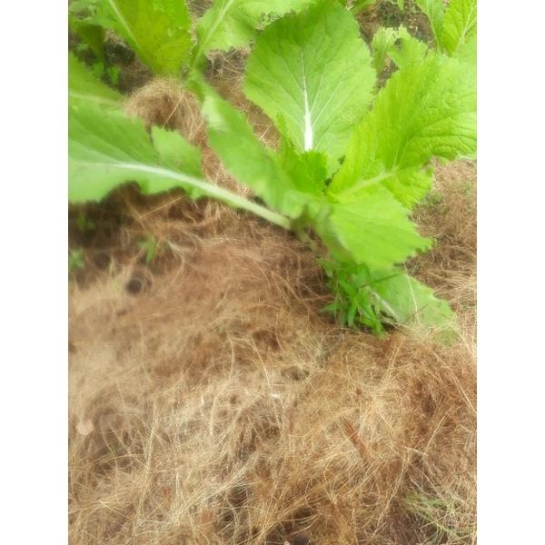 1kg chỉ sơ dừa che phủ chậu cây ,rau ,hoa...trồng lan