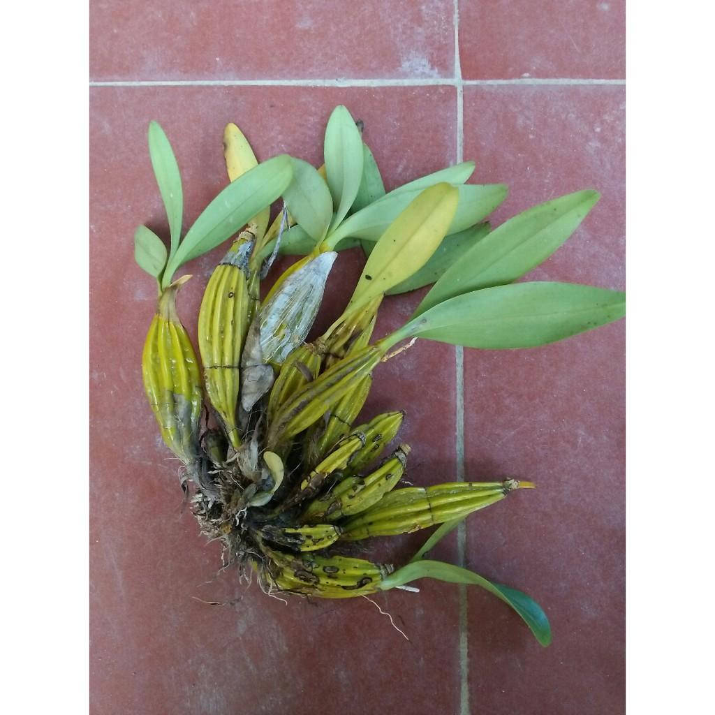 Hoa phong lan hoàng lạp