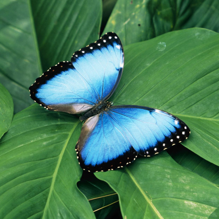 Vé Tham Quan Butterfly Park & Insect Kingdom Singapore