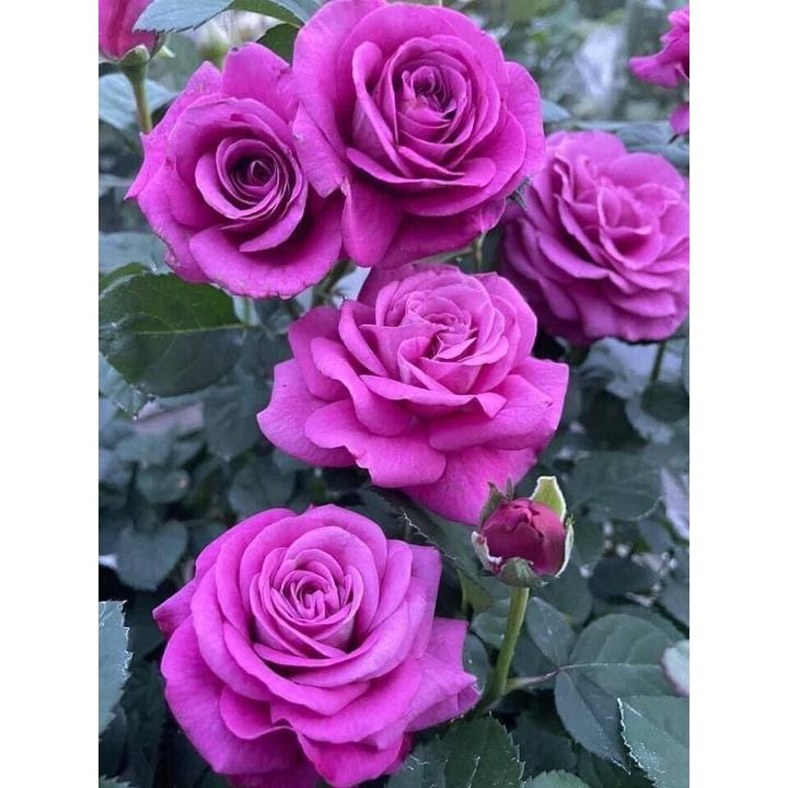 Hoa hồng ngoại Purple Tezza cực đẹp