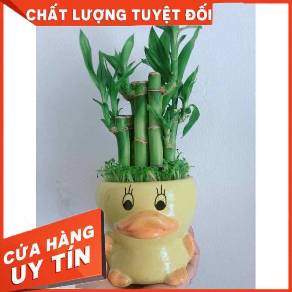 Chậu trúc phát tài con vịt Nhiều Người Mua