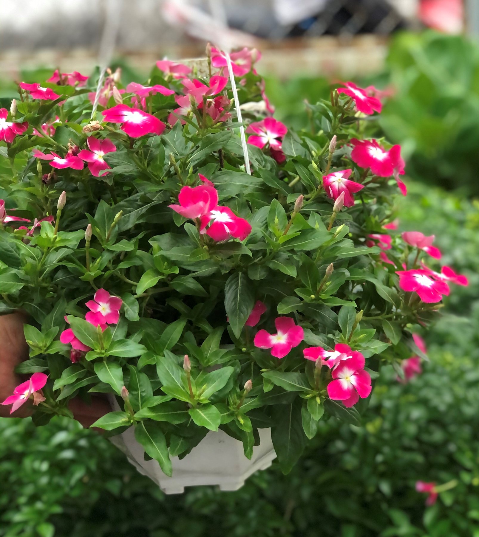 Chậu hoa dừa cạn siêu bông DC11 trồng nơi có nhiều nắng