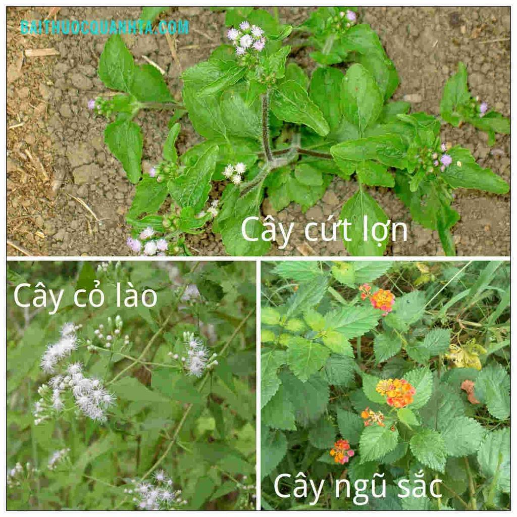 Cây cứt lợn hoa tím, cây cỏ hôi - bầu cây giống 3-5 cây