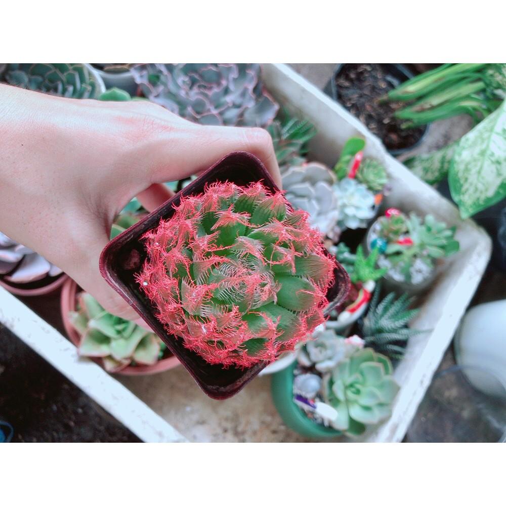 Chậu kim cương dạ quang