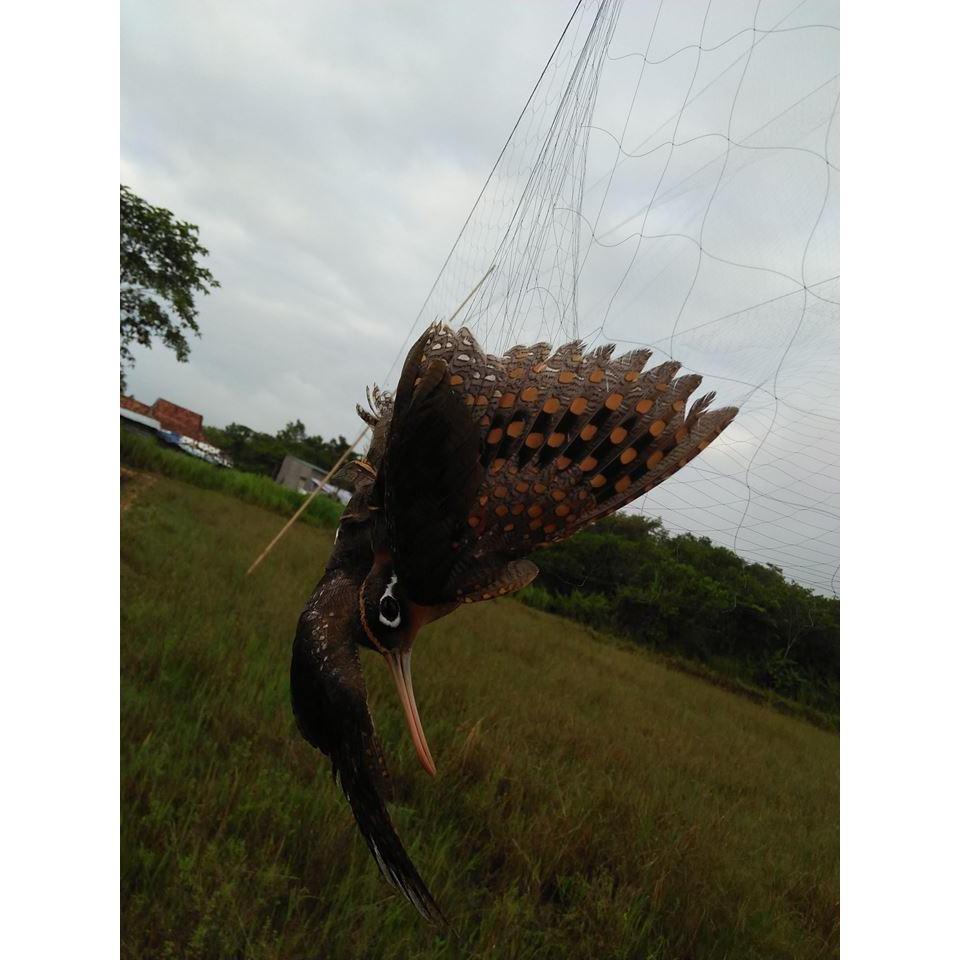 Lưới bẫy chimcao 5m 5 dây 4 túi, sợi 11, mắt lưới 4cm đồ dài tùy chọn siêu nhạy - lưới bẫy chim sẻ