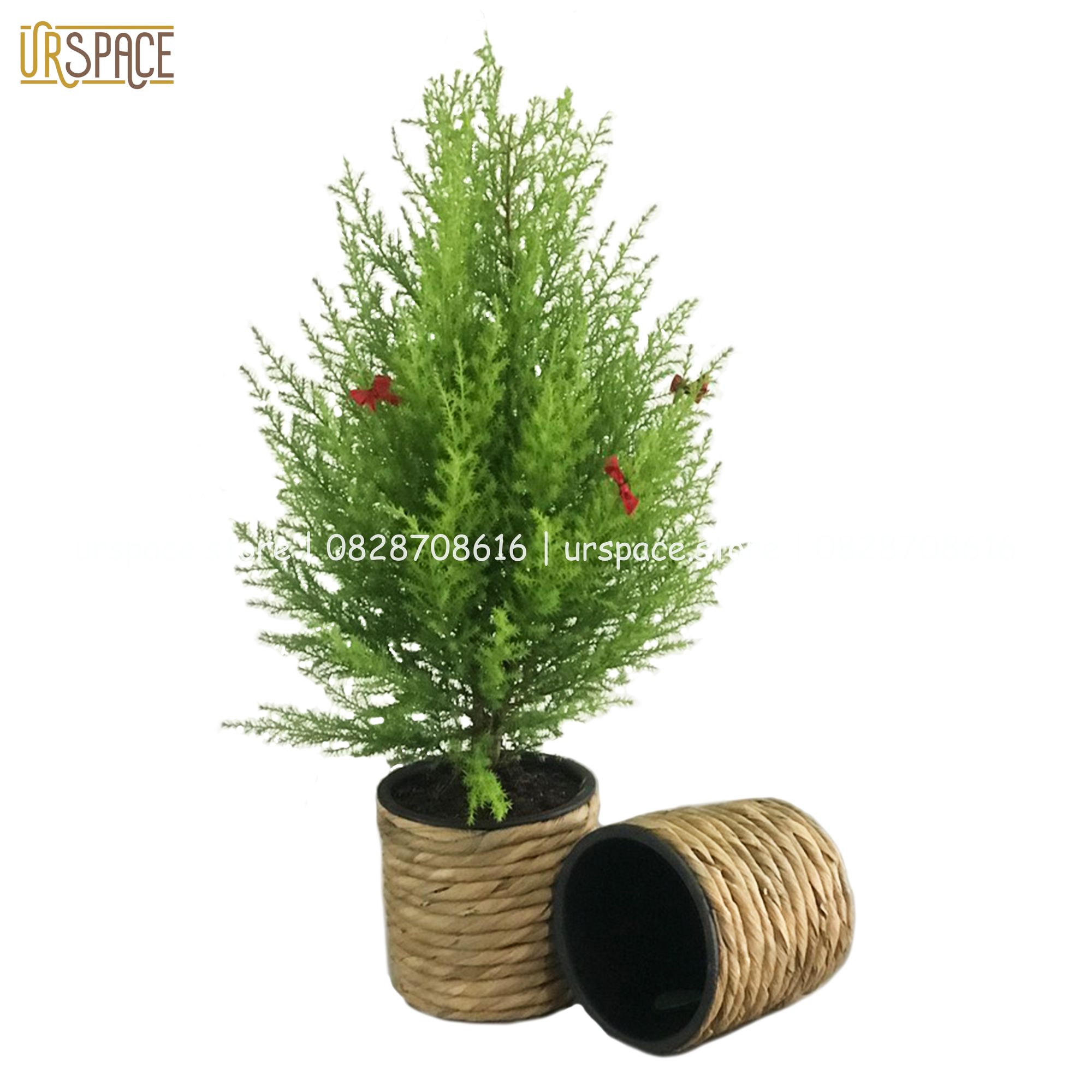 Chậu trồng cây lục bình (cói) hình tròn/ Hand-woven round hyacinth planter