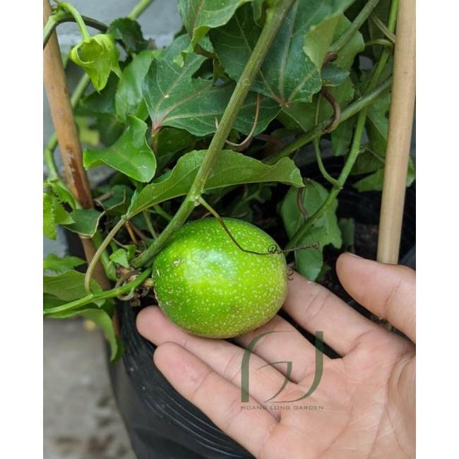 CÂY GIỐNG CHANH DÂY VÀNG