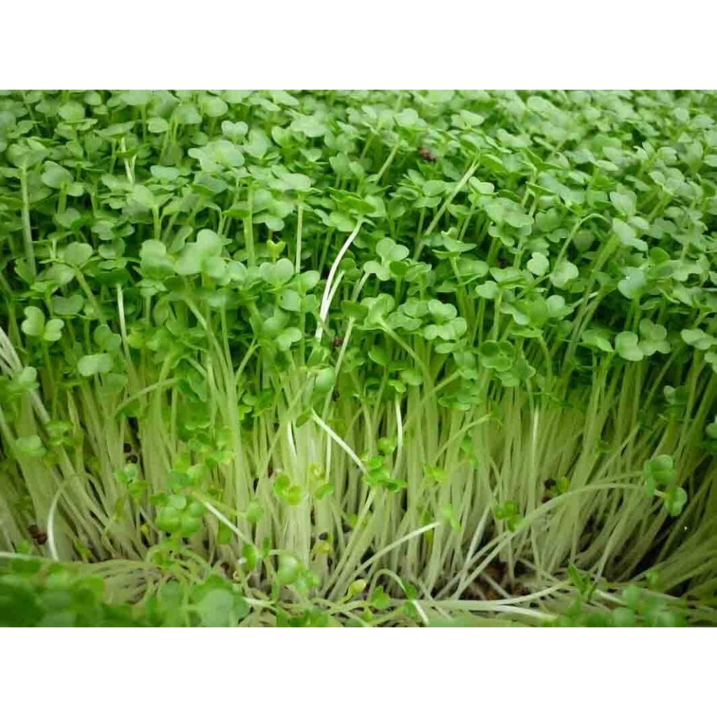 Hạt giống Mầm cải xanh đà lạt–Gói 50gram