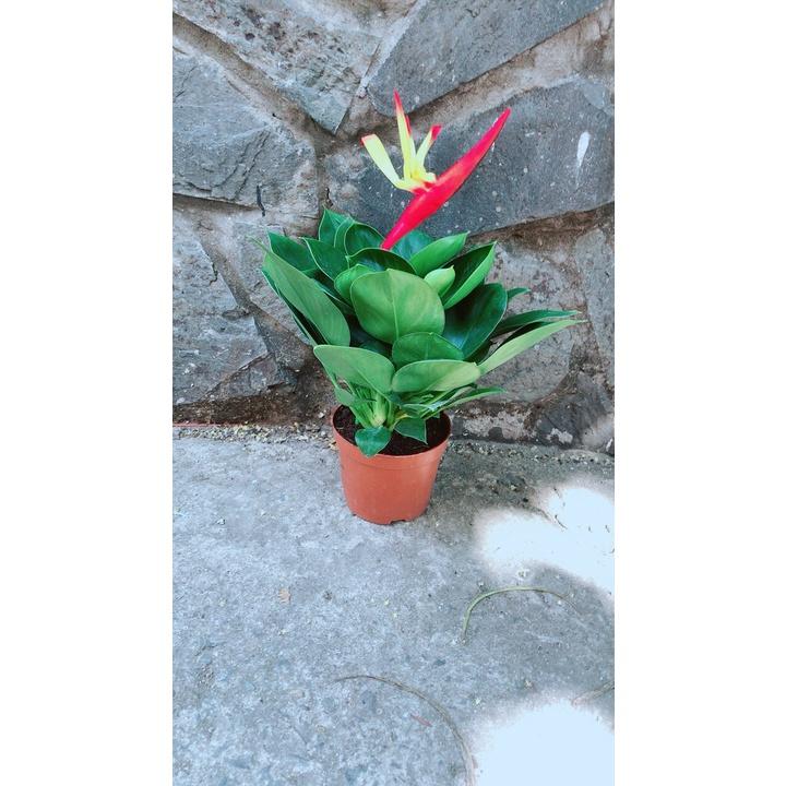 Chậu Cây Trầu Bà Đế Vương Xanh