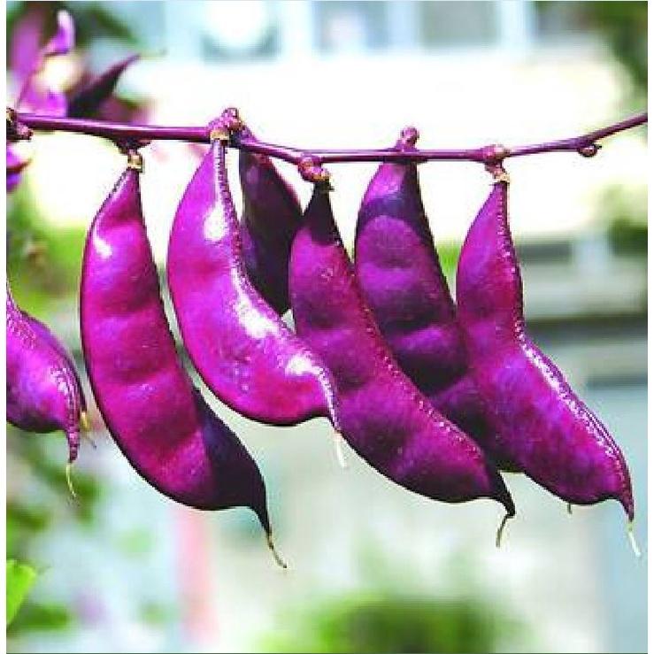 Hạt giống đậu ván tím dể trồng f1 -gói 5 hạt-tặng kèm gói phân bón lót