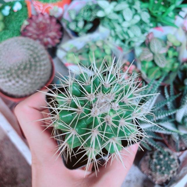 Xương Rồng Kim Hổ