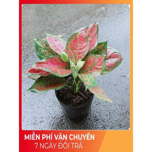 Cây Vạn Lộc