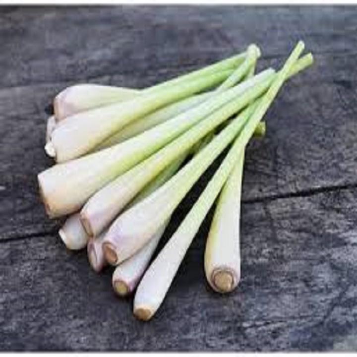 10 CÂY GIỐNG CỦ XẢ 981SP