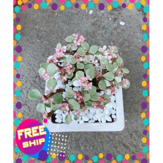 Chậu Đô La Hồng