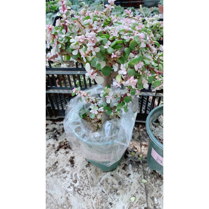 Cành Vàng Lá Ngọc Cổ Thụ