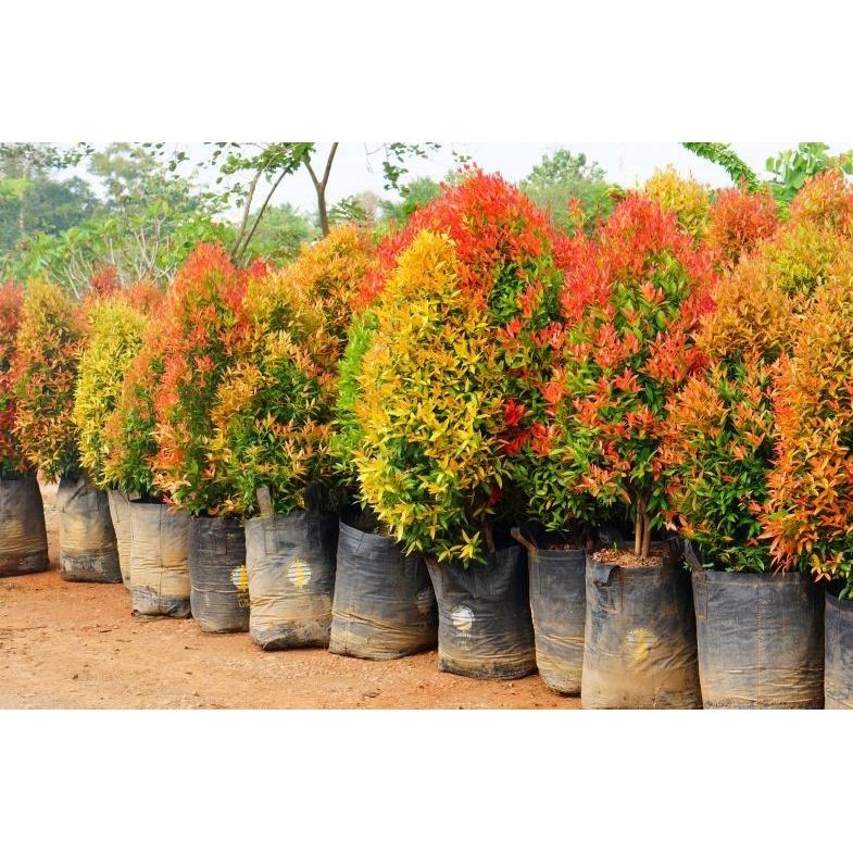 CÂY HỒNG LỘC - LOÀI CÂY MANG LẠI HỒNG PHÚC CHO GIA CHỦ