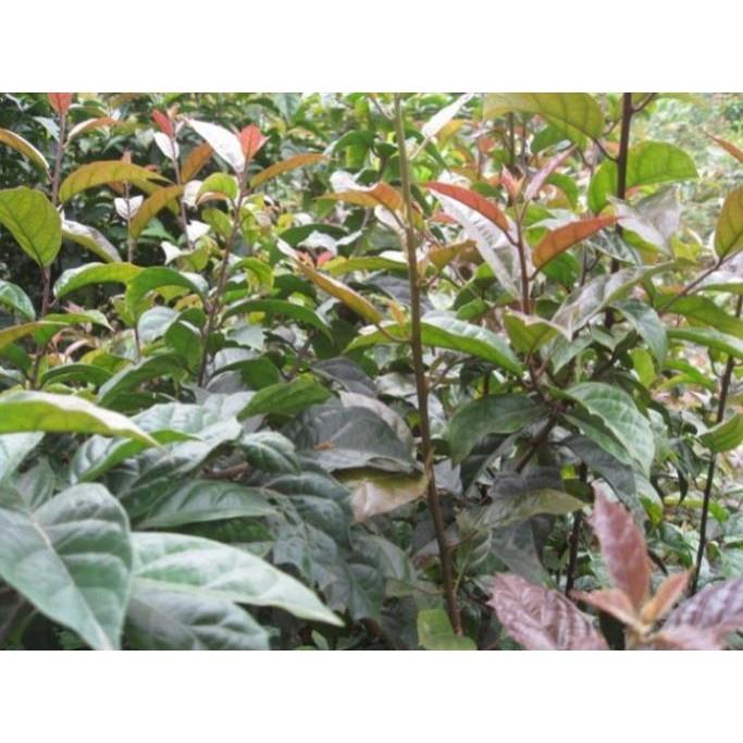 CÂY XẠ ĐEN - cây giống gửi đi nguyên bầu