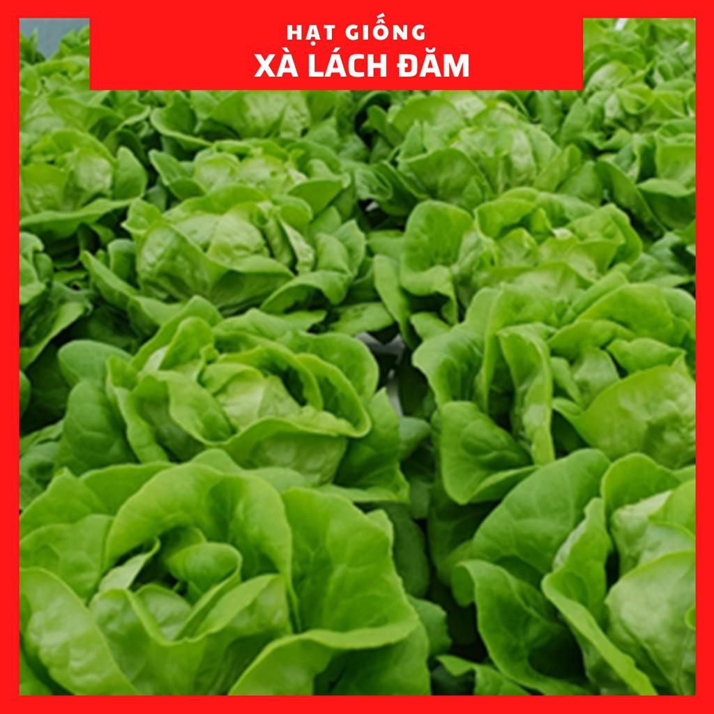 LUÔN TUYỂN ĐẠI LÝ TRÊN tOÀN QUỐC HẠT GIỐNG RAU XÀ LÁCH ĐĂM CAO SẢN