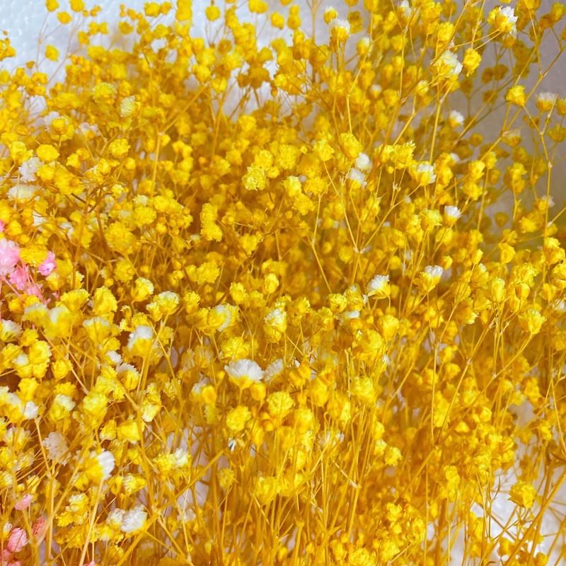 Hoa Baby Bloom trắng tinh khôi Gypsophila hoa khô trang trí phòng