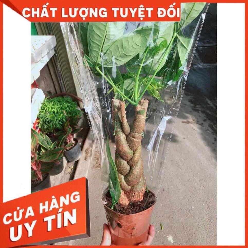 Chậu kim ngân thắt bím 3 thân Nhiều Người Mua