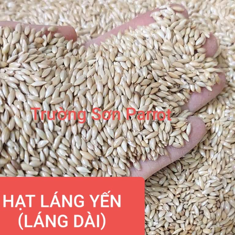 HẠT LÁNG DÀI, LÁNG YẾN CHO VẸT, HAMSTER, SÓC, GÀ, CHIM CU... gói 500g