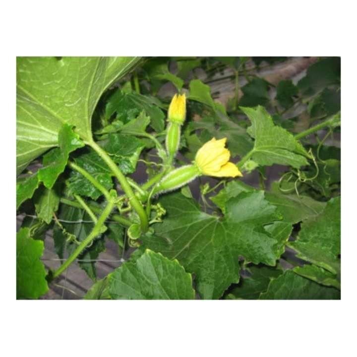 Hạt giống Bí đao chanh F1 Gồm 10 Hạt