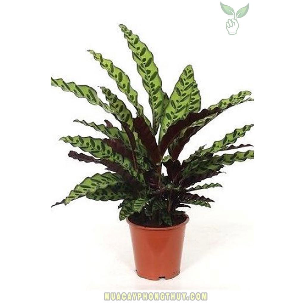 CHẬU ĐUÔI CÔNG LÁ DÀI, CÂY PHONG THỦY MANG LẠI TÀI LỘC CHO GIA CHỦ