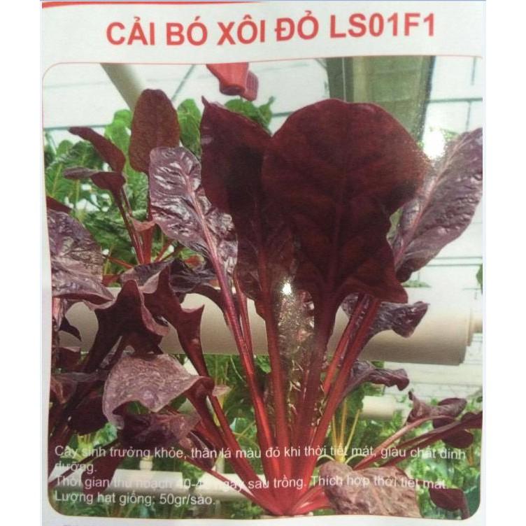 Hạt giống cải bó xôi đỏ chịu nhiệt F1 - 50 hạt/gói