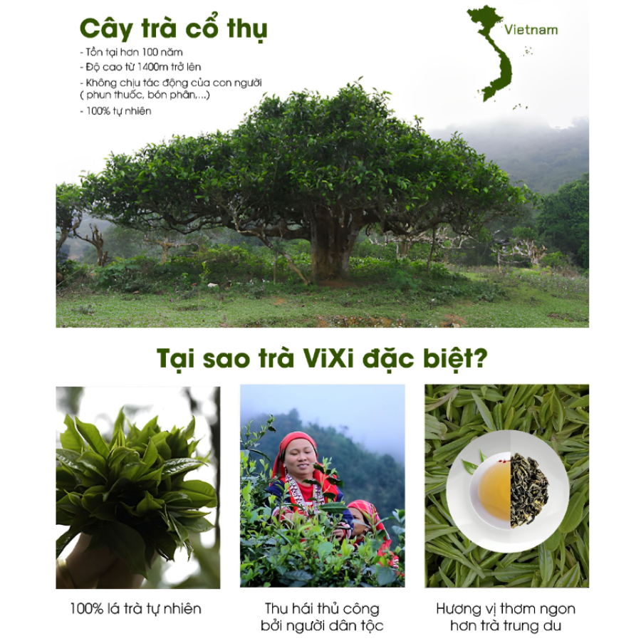 Trà xanh ViXi trà Shan Tuyết cổ thụ lá rời 1 búp 2 lá 150gr - 500gr
