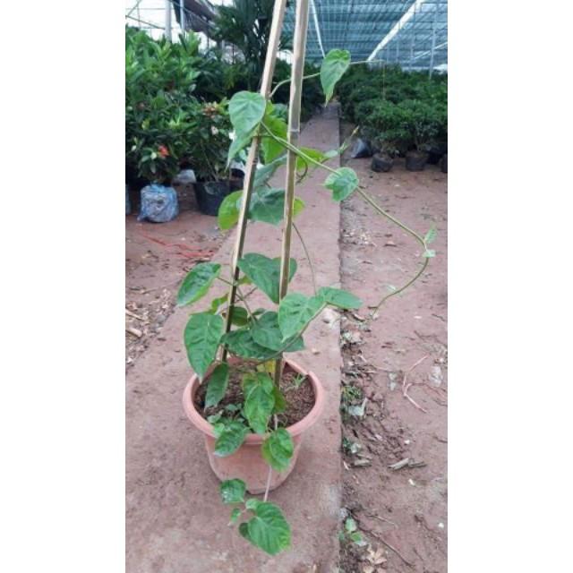 Sản phẩm CÂY GIỐNG THIÊN LÝ