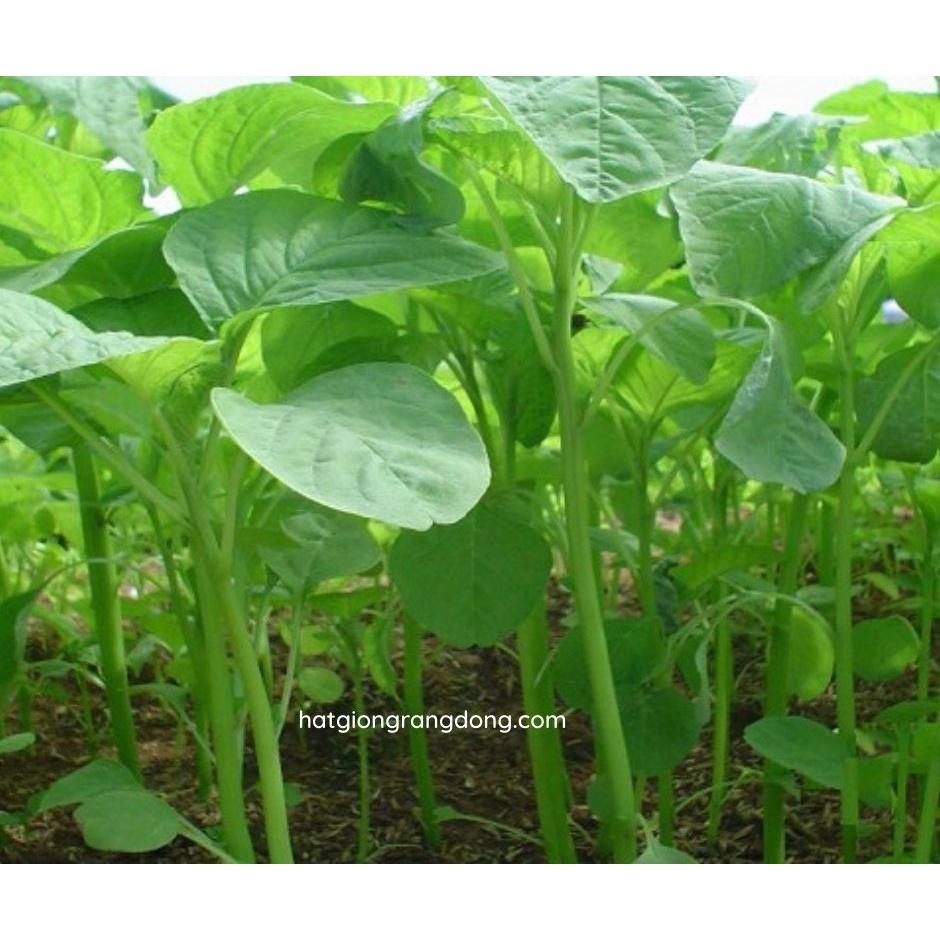 Hạt giống rau dền xanh lá tròn R a d o 17 20gr - Lá hơi tròn lớn, ăn ngon, mềm. Thời gian thu hoạch 25 – 35