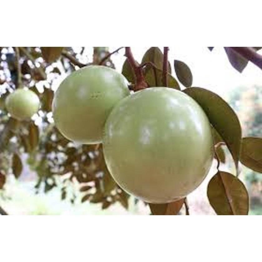 CÂY GIỐNG Vú sữa Lò Rèn